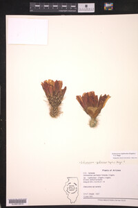 Image of Echinocereus rigidissimus