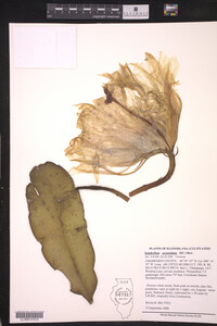 Image of Epiphyllum oxypetalum