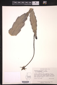 Image of Epiphyllum phyllanthus var. phyllanthus