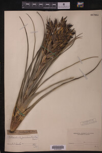 Image of Tillandsia fasciculata