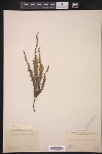Image of Calluna vulgaris