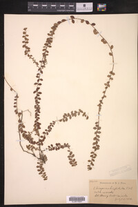 Image of Gaultheria hispidula