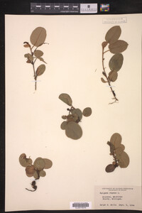 Epigaea repens image