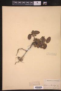 Image of Epigaea repens