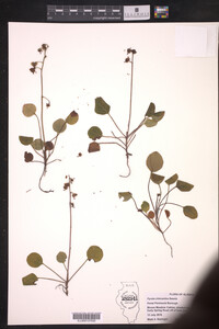 Image of Pyrola chlorantha