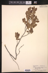 Image of Gaylussacia dumosa var. bigeloviana
