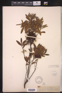 Image of Kalmia angustifolia