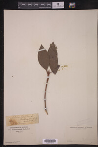 Kalmia latifolia image