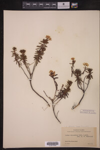 Image of Ledum palustre ssp. decumbens