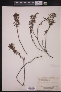 Ledum palustre ssp. decumbens image