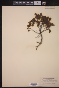 Image of Leiophyllum buxifolium