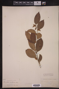 Leucothoe axillaris image