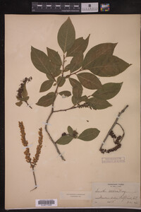 Image of Leucothoe racemosa