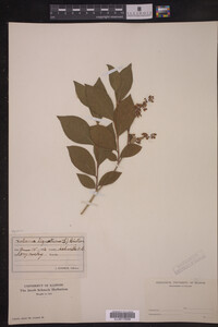 Lyonia liguistrina image