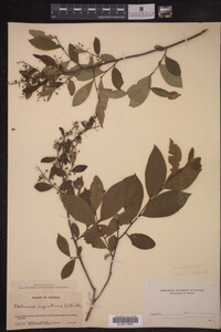 Lyonia liguistrina image