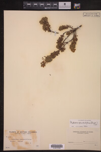 Phyllodoce glanduliflora image