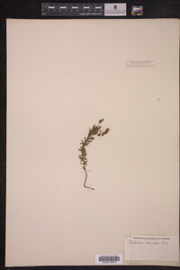 Image of Phyllodoce caerulea