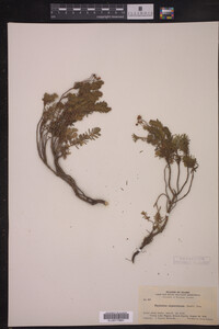 Phyllodoce empetriformis image