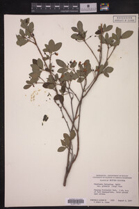 Image of Menziesia ferruginea var. glabella