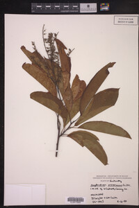 Image of Oxydendrum arboreum
