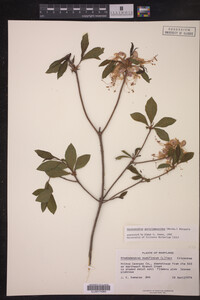 Rhododendron pericylmenoides image