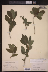 Rhododendron pericylmenoides image
