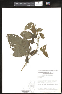 Image of Acalypha chordantha