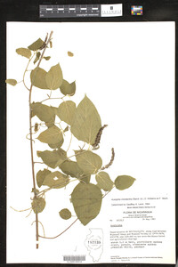 Acalypha chordantha image