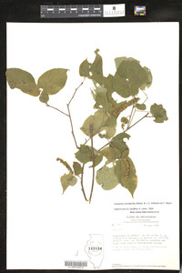 Acalypha chordantha image