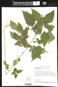 Acalypha deamii image