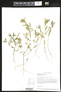 Acalypha gracilescens image