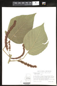Image of Acalypha hispida