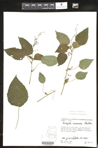 Image of Acalypha paniculata
