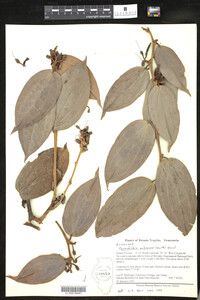 Image of Cavendishia pubescens