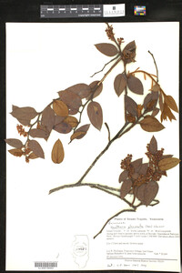 Image of Gaultheria glomerata