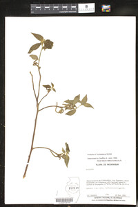 Image of Acalypha schiedeana