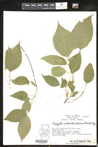 Image of Acalypha schlechtendaliana