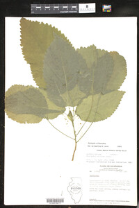 Image of Acalypha villosa