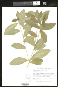 Image of Bernardia corensis