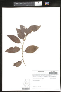 Chaetocarpus myrsinites image