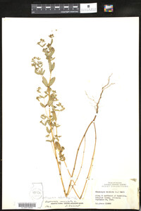 Euphorbia nutans image