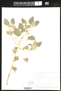 Chrozophora hierosolymitana image