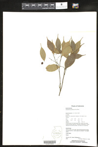 Image of Cleistanthus podopyxis