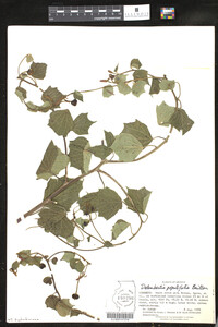 Image of Dalembertia populifolia