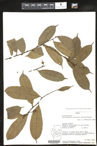 Image of Duvigneaudia inopinata