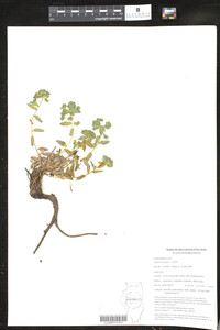 Image of Euphorbia alatavica