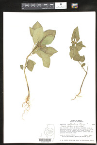 Euphorbia cyanthophora image