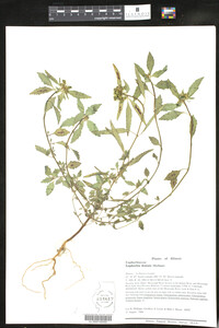 Euphorbia dentata image
