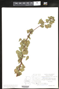 Jatropha cardiophylla image