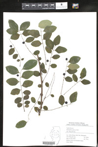 Image of Phyllanthus glaucus
